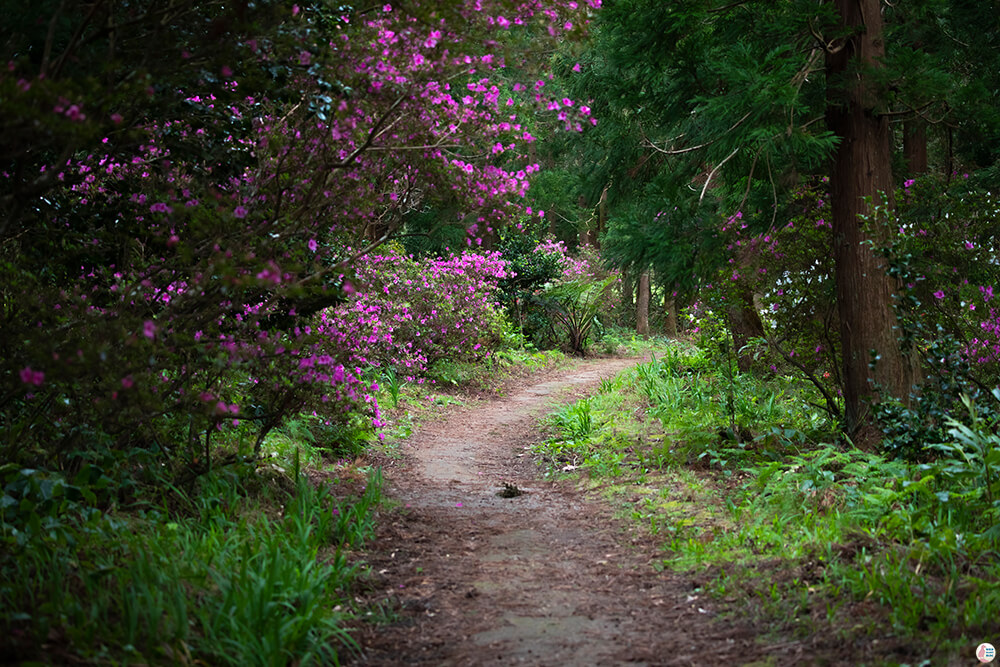 Nature trail towards Salto do Rosal, São Miguel Island, Azores