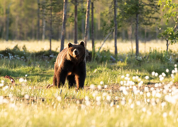 Bear photography in Kuhmo, Finland