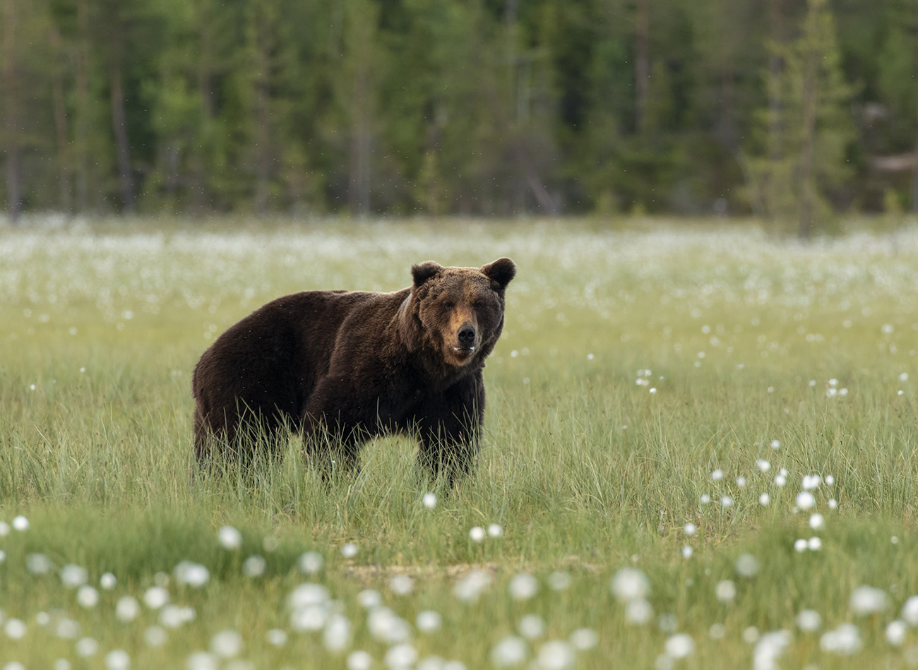 Scarred brown bear, Kuhmo, Finland