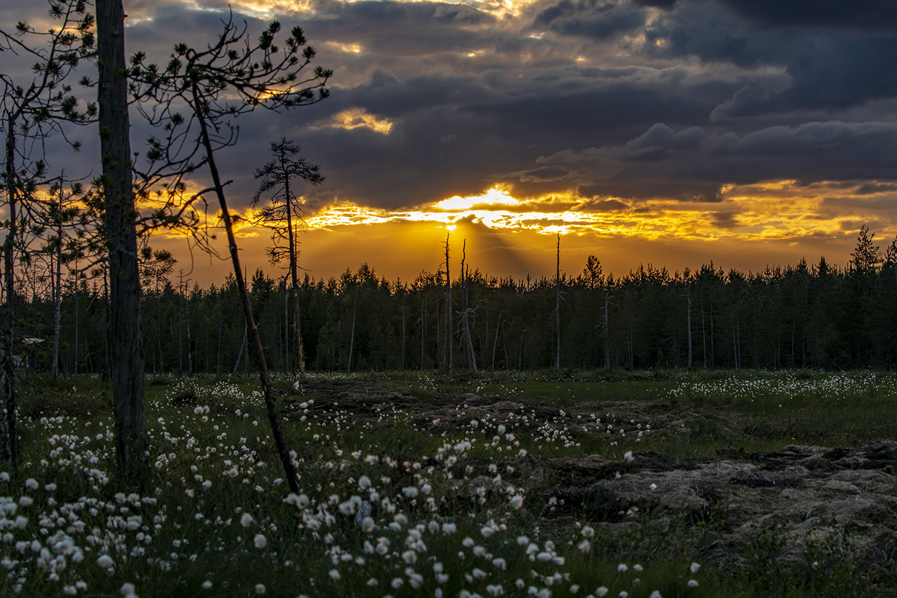 Finnish forest landscape Finnish forest landscape