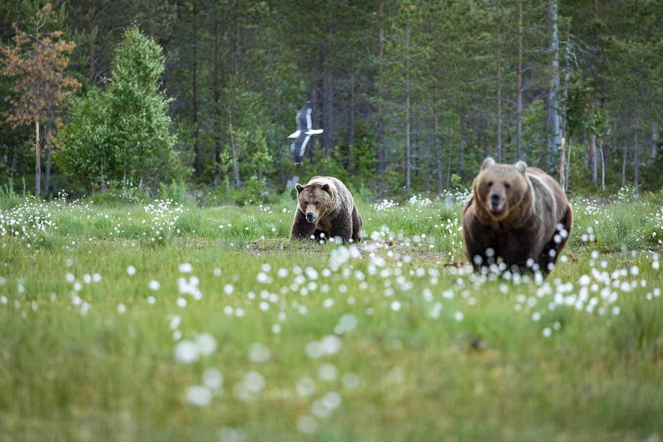 Brown bear chase, Kuhmo, Finland