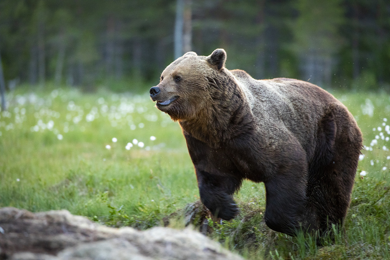Running brown bear, Kuhmo, Finland