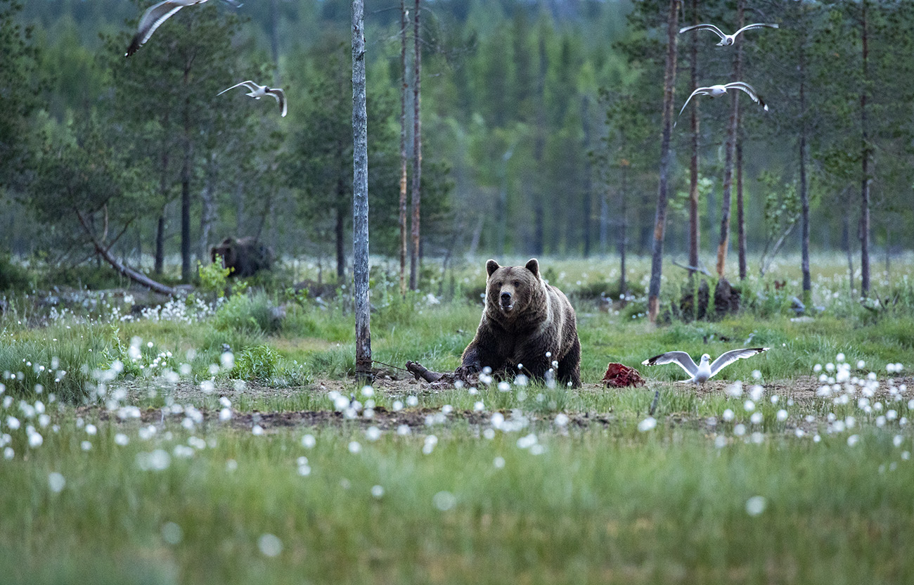Wild brown bear feeding on a carcass, Kuhmo, Finland