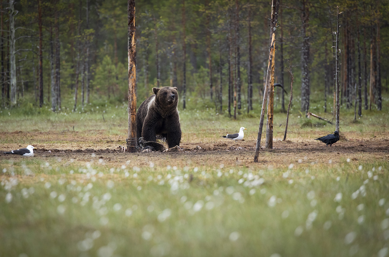 Wild brown bear feeding on a carcass, Kuhmo, Finland