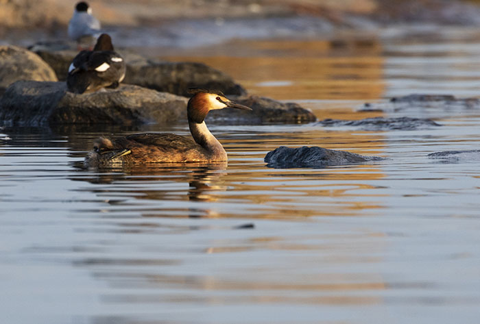 Great crested grebe - Canon 7D Mark II, f/5.6, 1/640s, ISO 400, cropped