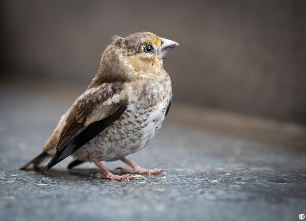 Fledgling in Plitvice Lakes National park, Croatia