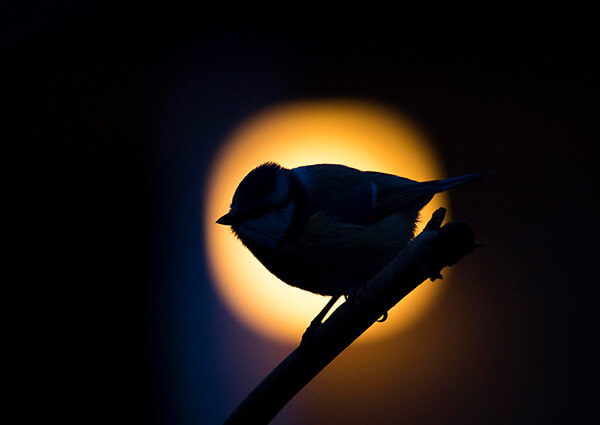 Early bird in my yard in Espoo, Finland