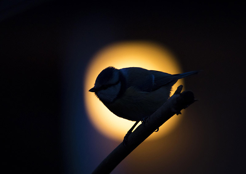 Early bird in my yard in Espoo, Finland