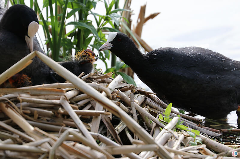 Eurasian coots with chicks, Suomenoja Lintuallas, Espoo