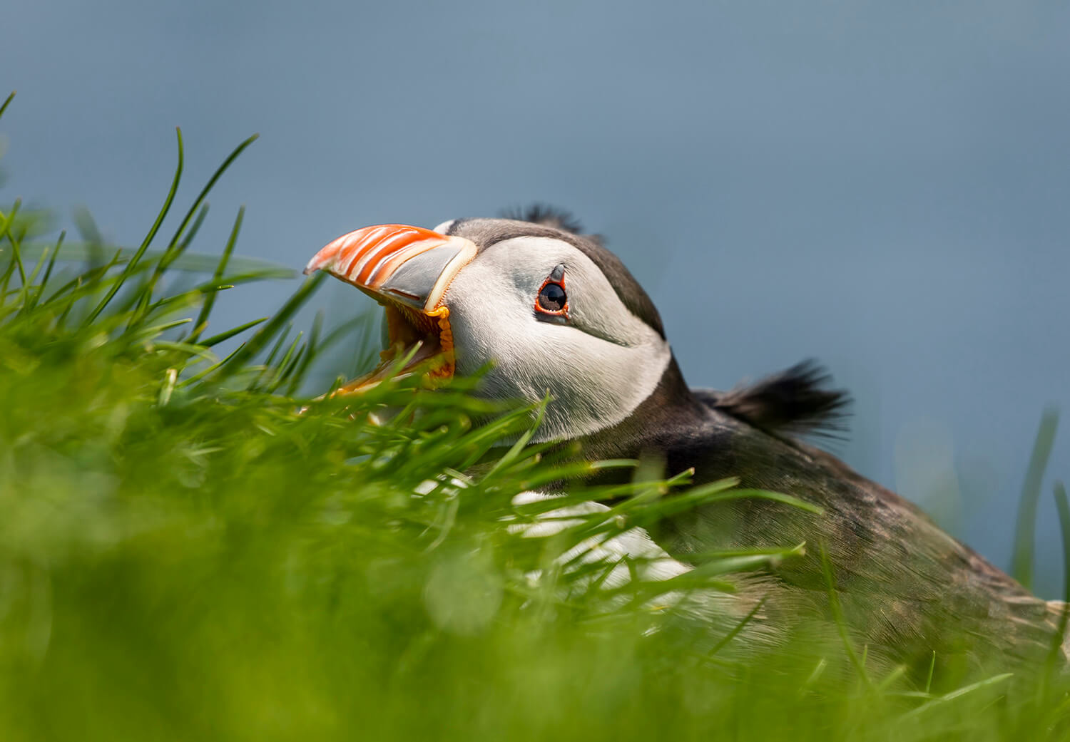 Atlantic Puffin, Mykines, Faroe Islands