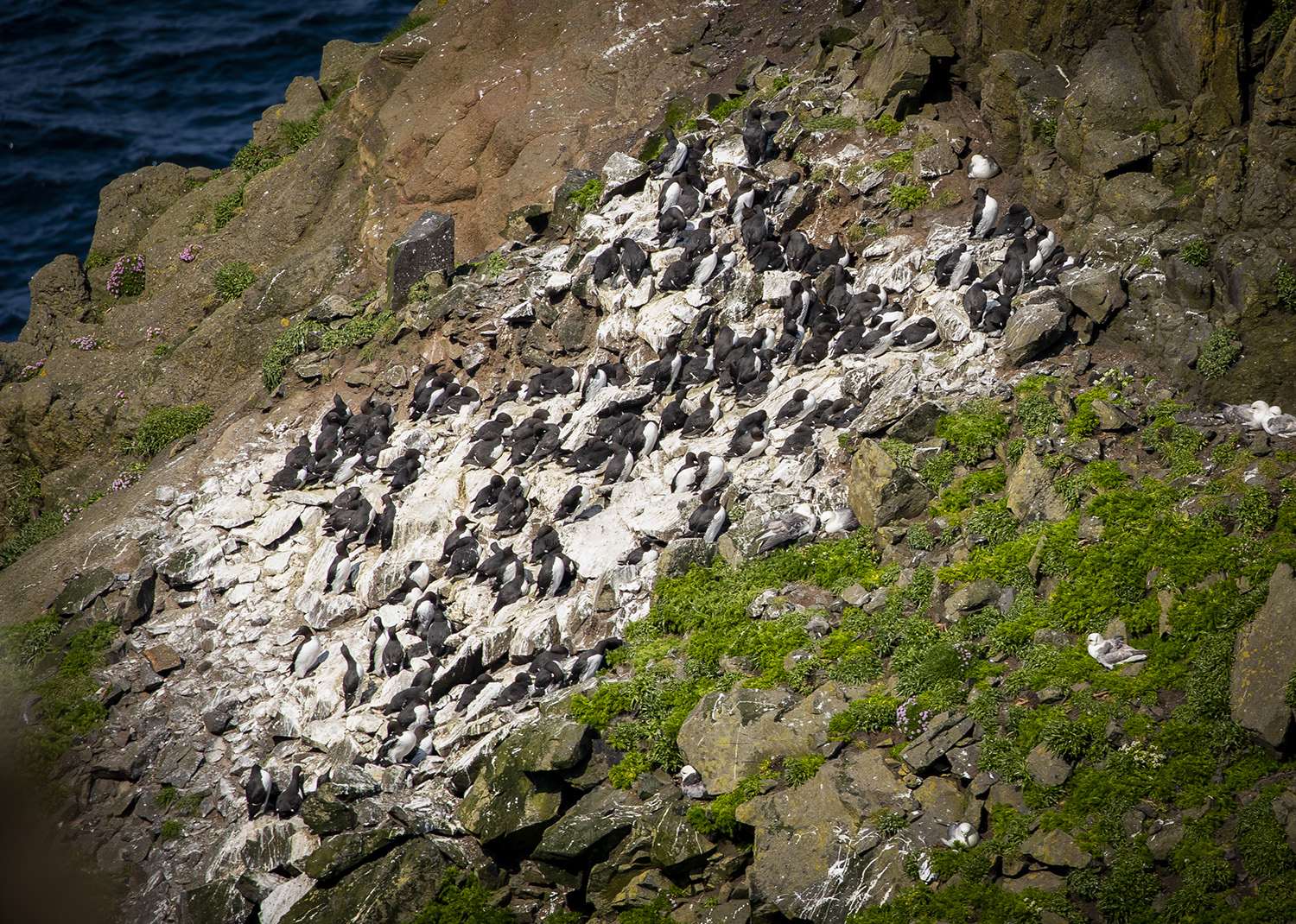 Guillemots, Mykines, Faroe Islands