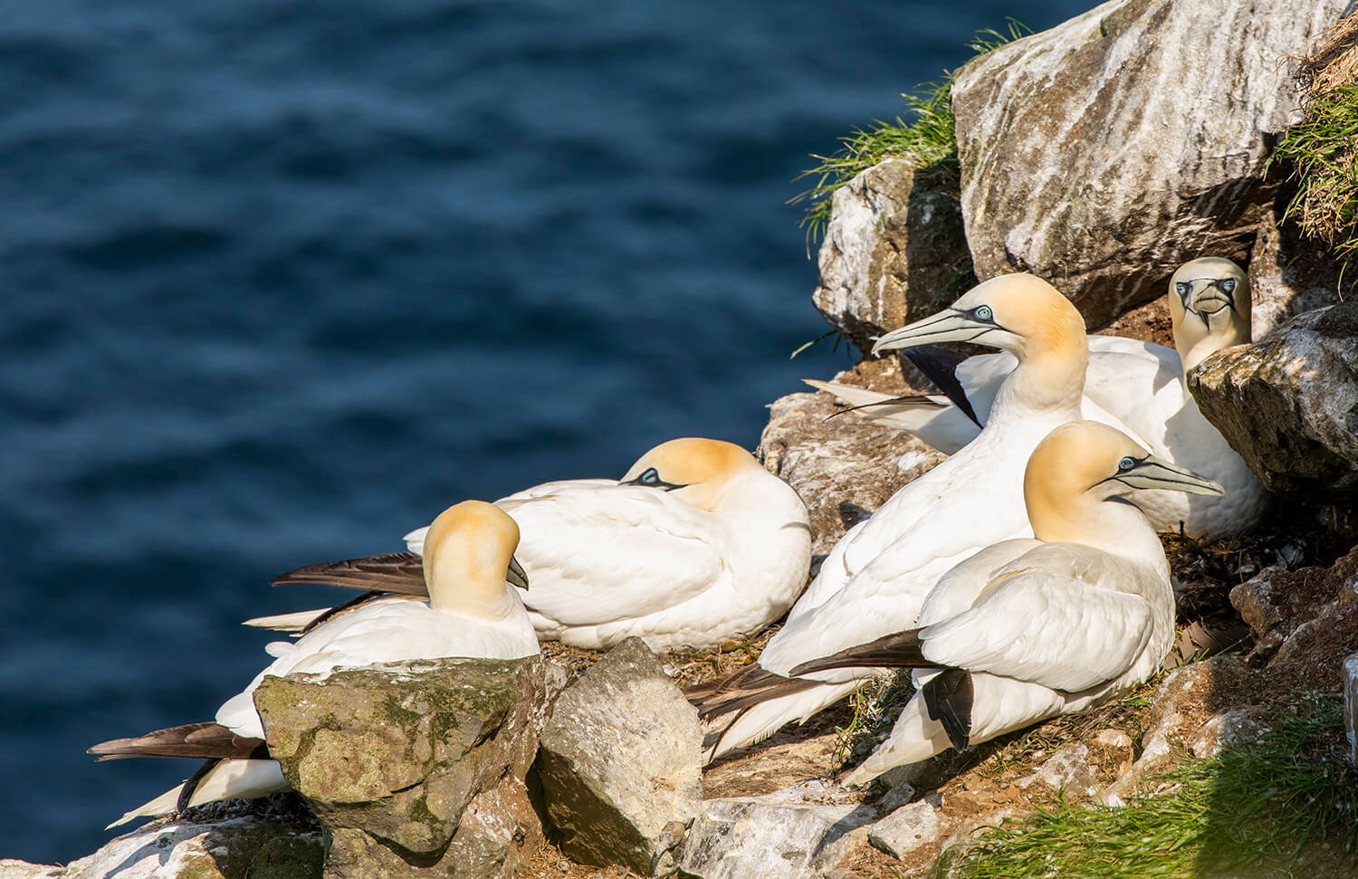 Northern Gannets, Mykines, Faroe Islands