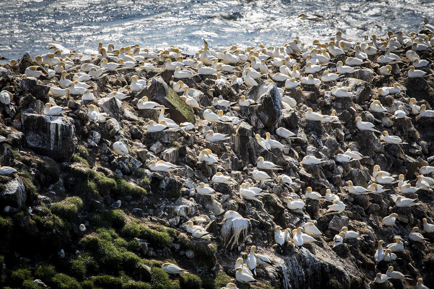 Gannet colony, Mykines, Faroe Islands