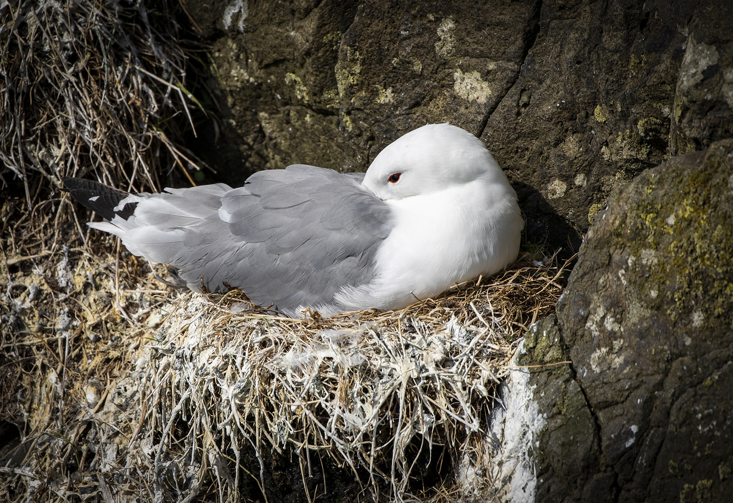 Nesting kittiwake, Mykines, Faroe Islands