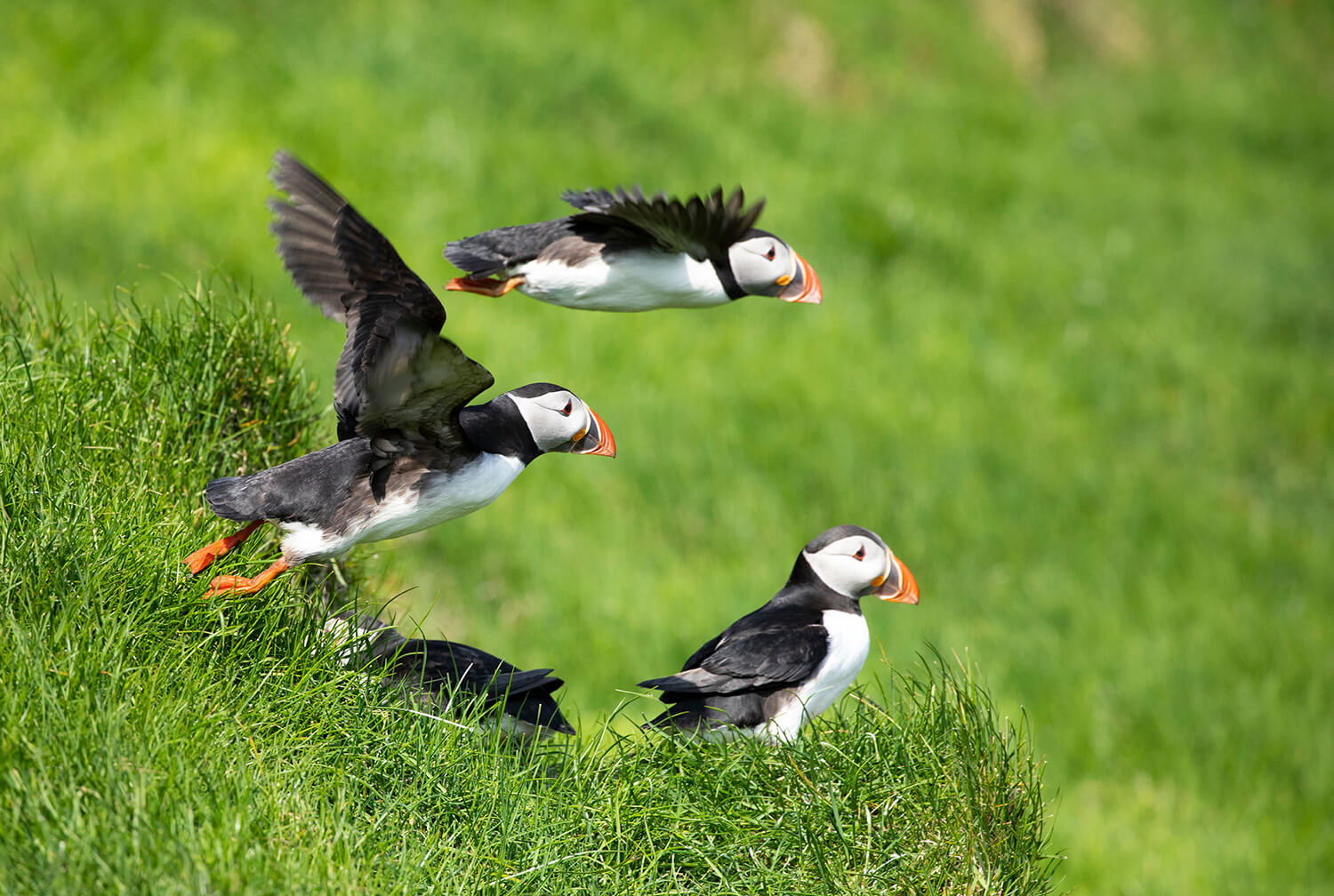 Puffin colony, Mykines, Faroe Islands