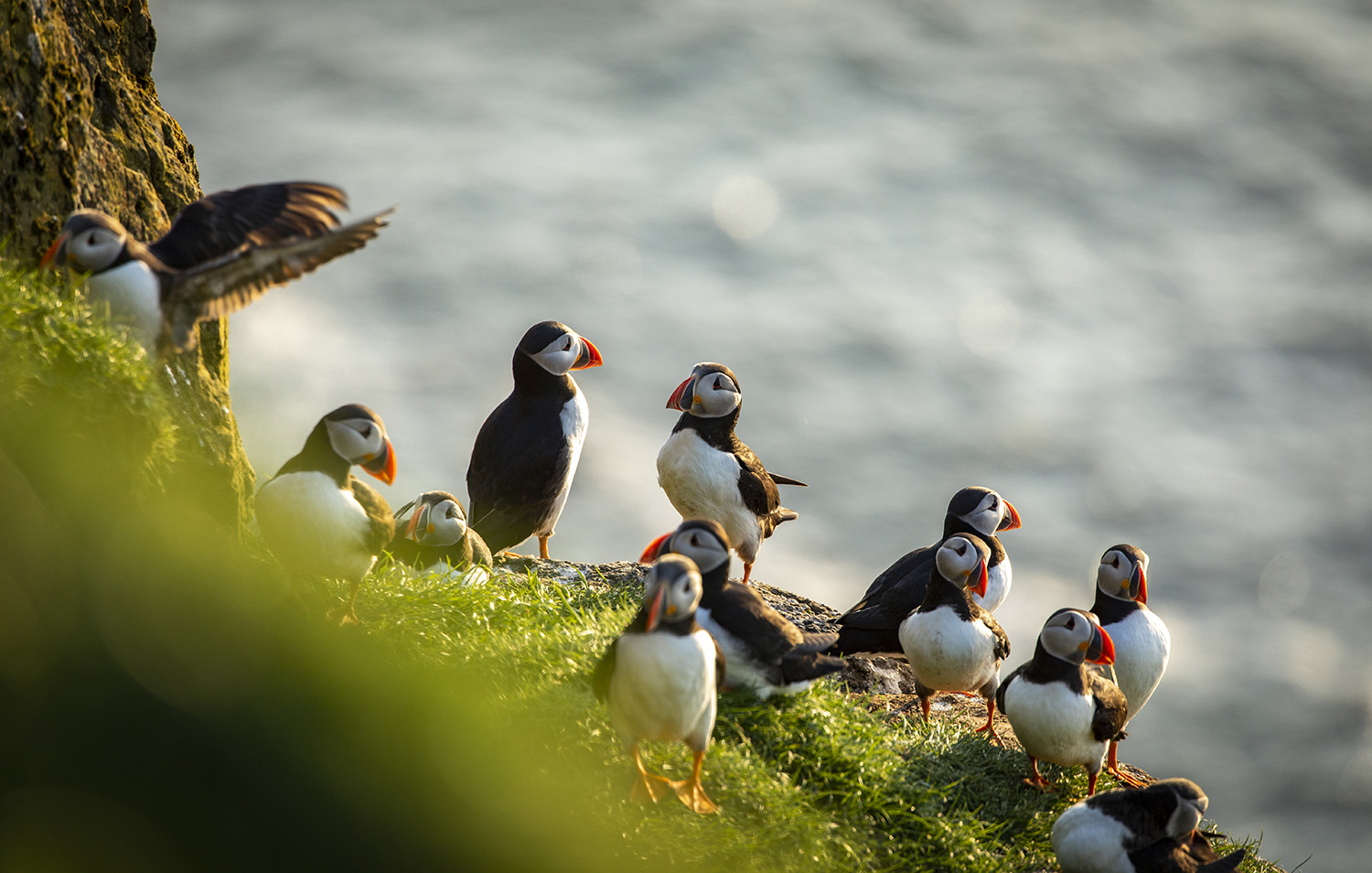 Alantic puffin colony, Faroe Islands