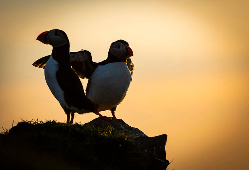 Sunset with puffins, Mykines, Faroe Islands