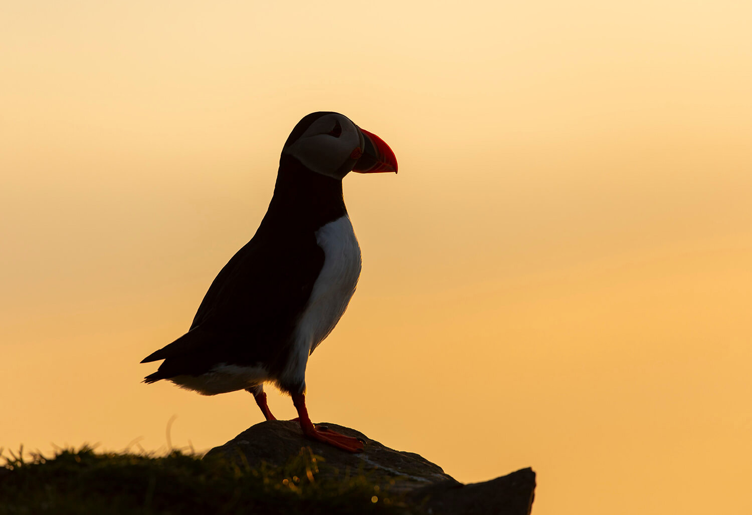 Atlantic Puffin at sunset, Mykines, Faroe Islands