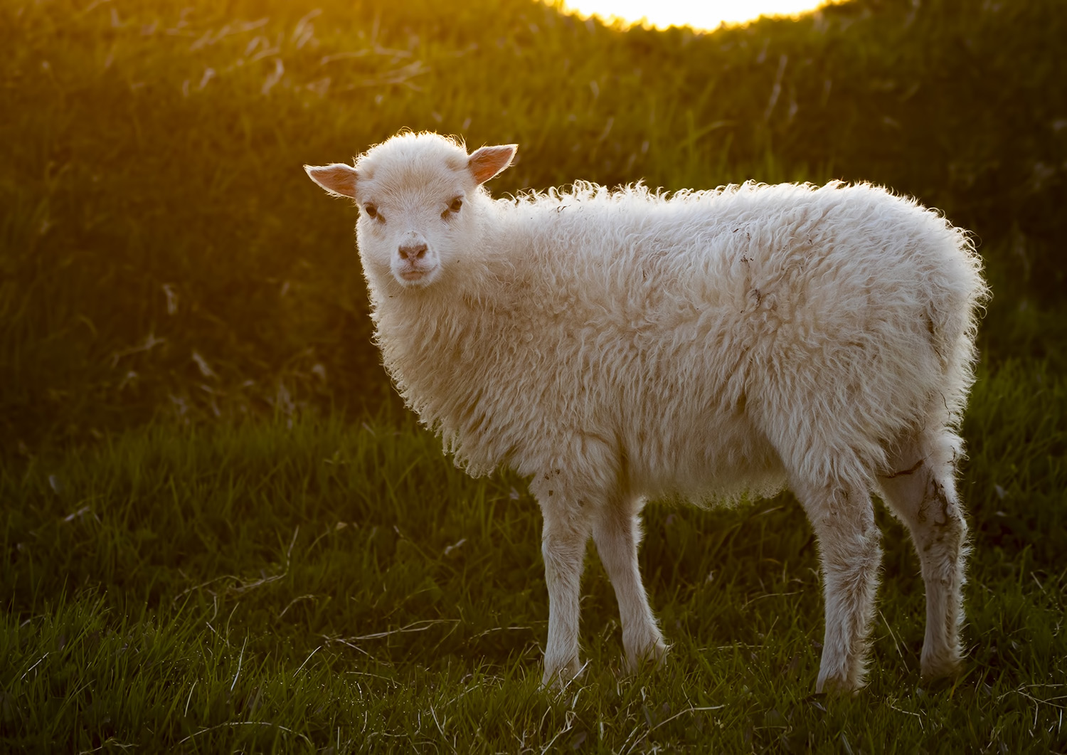 Sheep on Mykines island, Faroe Islands