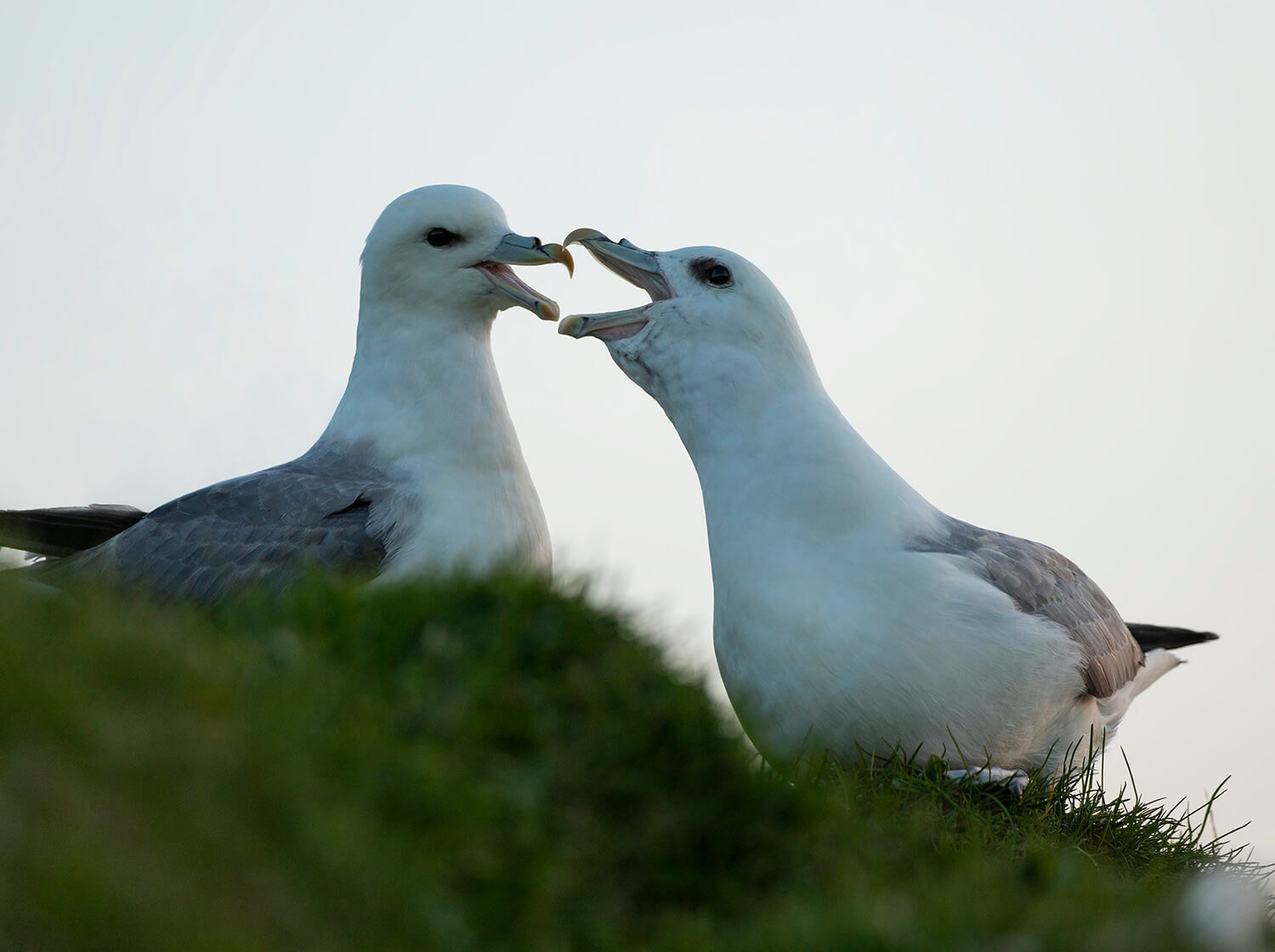 Fulmars, Mykines, Faroe Islands