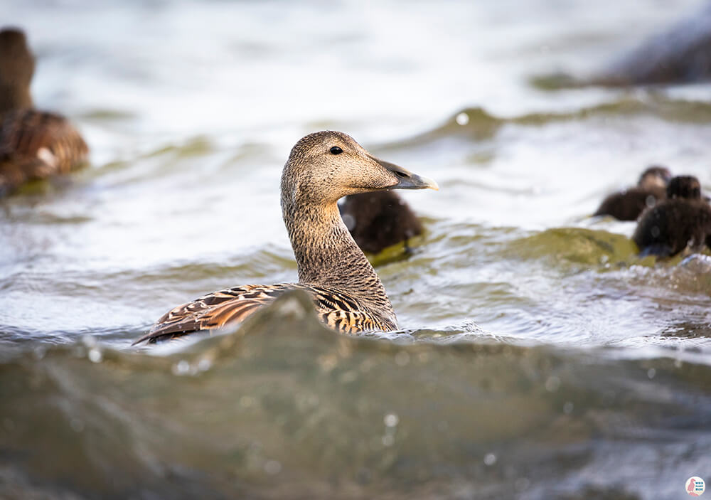 Eider duck in Lauttasaari, Finland Eider duck in Lauttasaari, Finland