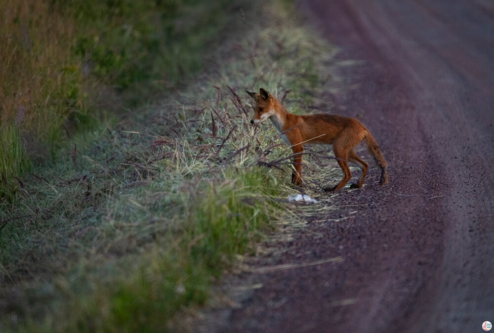 Red fox, Porkkalanniemi, Finland