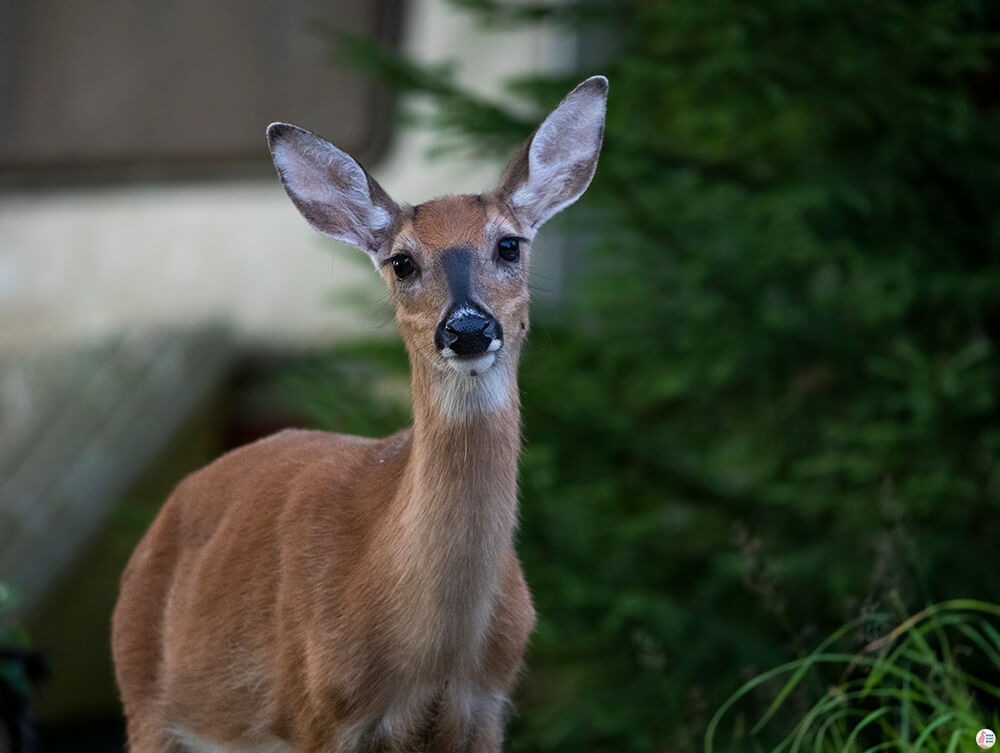 White tailed deer, Porkkalanniemi, Finland