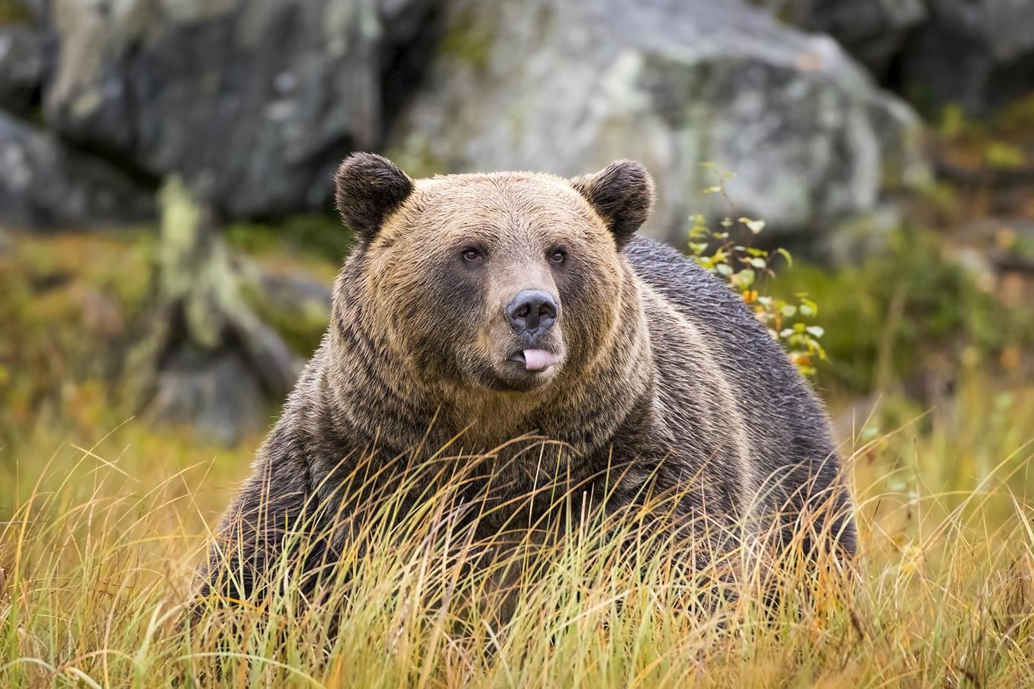Brutus, wild brown bear, Kuhmo, Finland