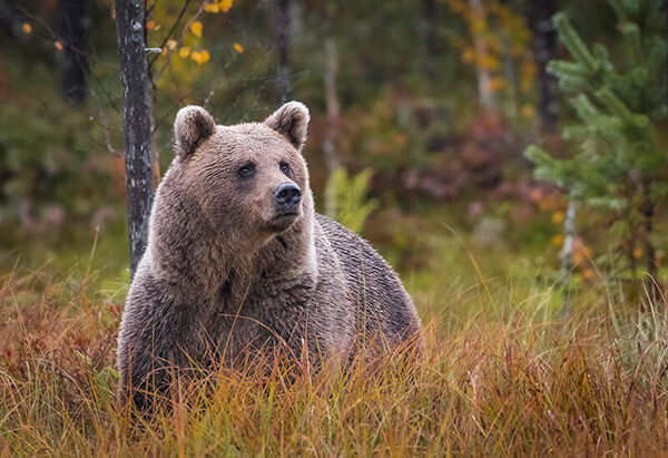 Wild brown bear in Kuhmo, Finland