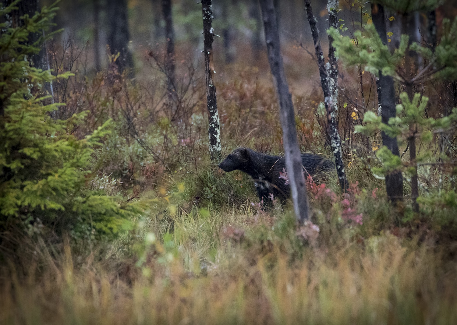 Wild wolverine, Kuhmo, Finland