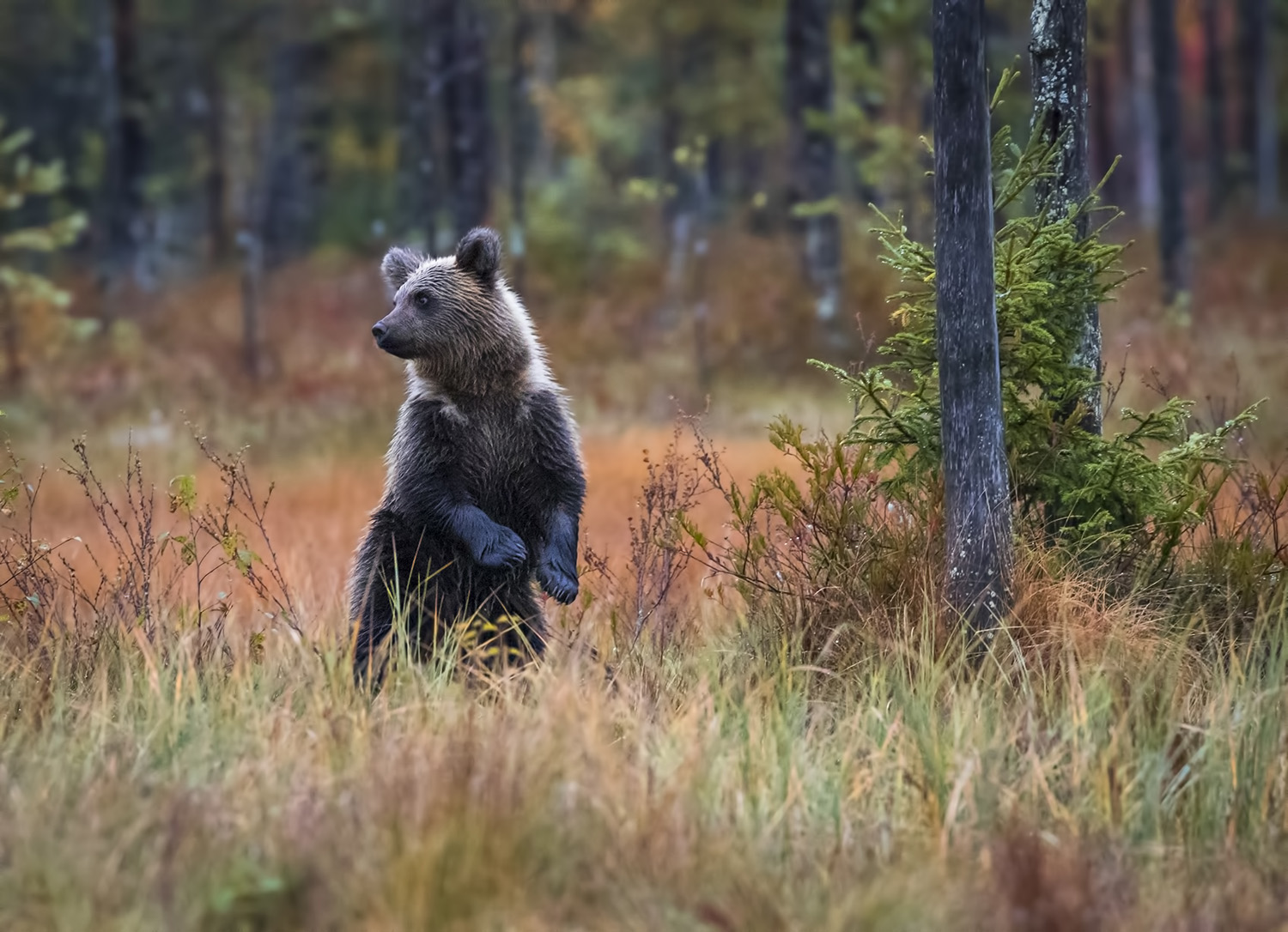 Wildest places in Europe, Kuusamo, Finland