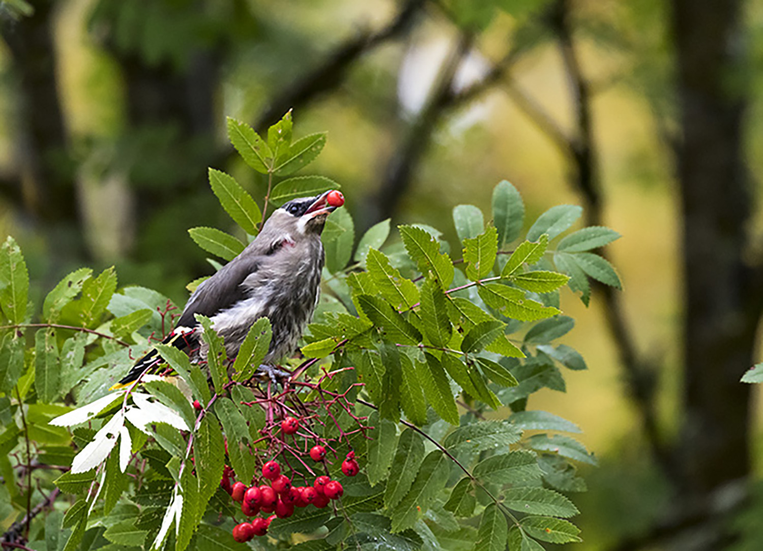 Waxwings eating rowan berries, Kuhmo, Finland