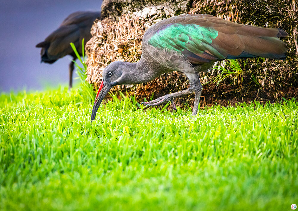 Hadada Ibis, Morro Jable, Best Places to See and Photograph on Jandia Peninsula, Fuerteventura