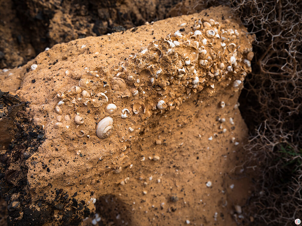 Seashells fossils on the path towards Roque Del Moro, Fuerteventura