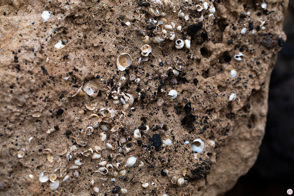 Seashells fossils on the path towards Roque Del Moro, Fuerteventura