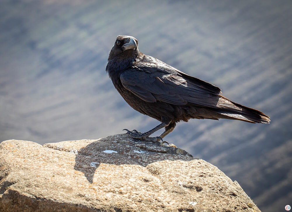 Raven at Pico de la Zarza, Jandia Peninsula, Fuerteventura