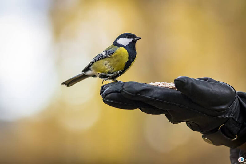 Great tit landing on a hand, Seurasaari, Helsinki