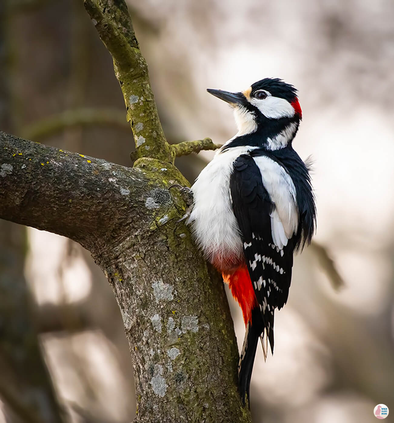 Great spotted woodpecker, Laajalahti, close to Gallen-Kallela Museum, Espoo