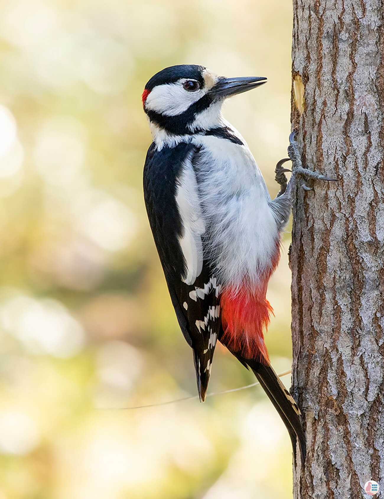 Great spotted woodpecker, Seurasaari, Helsinki