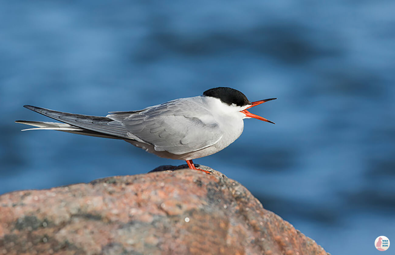 Common tern, Seurasaari, Helsinki