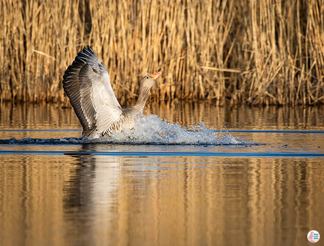 Greylag goose landing, Viikki, Helsinki