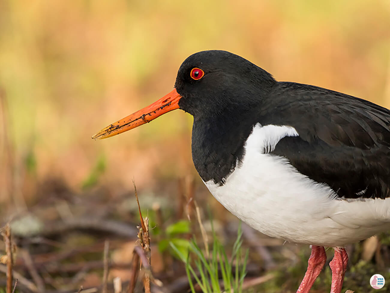 Eurasian oystercatcher, Seurasaari, Helsinki