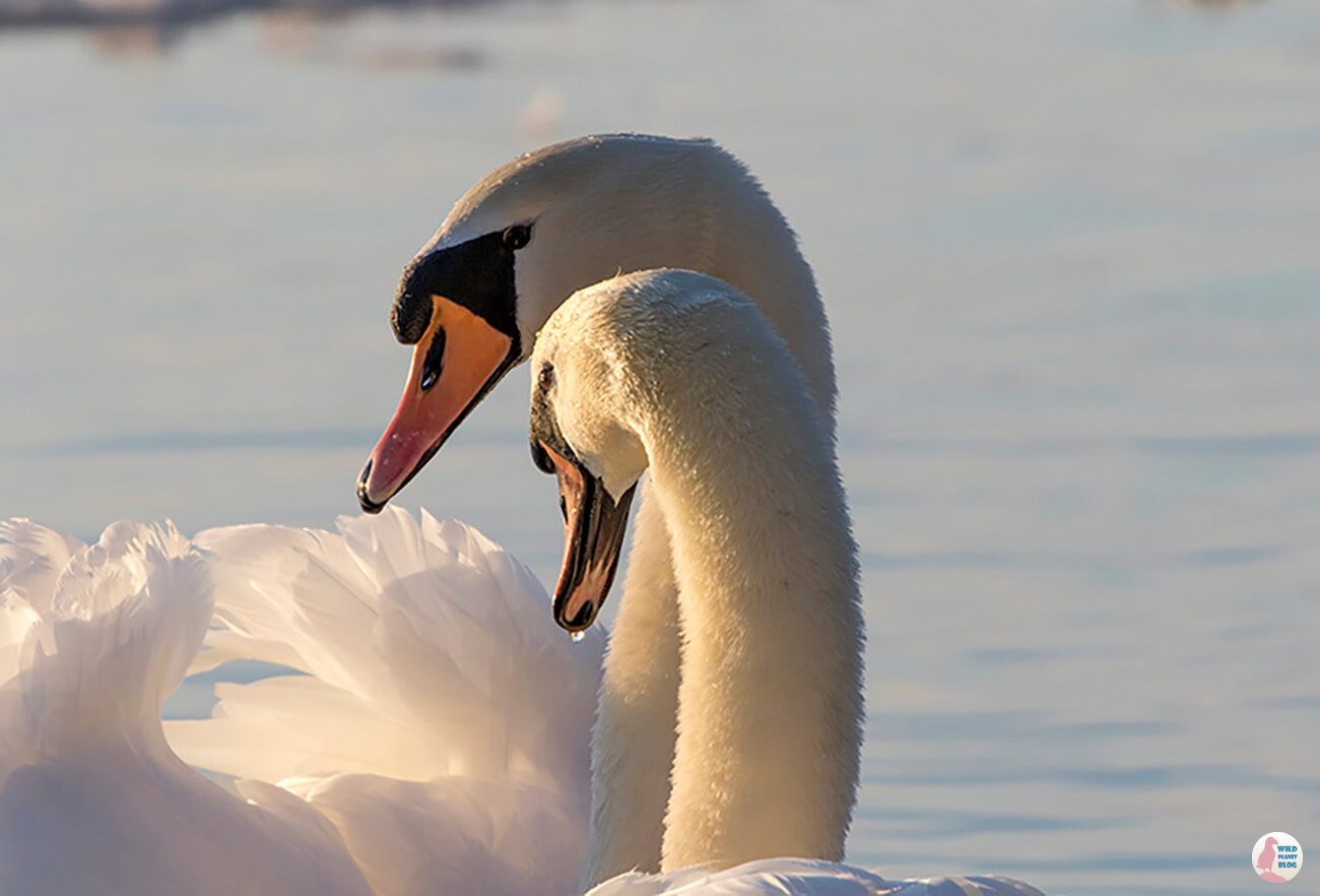 Mute swans during spring courtship dance, Lauttasaari, Helsinki