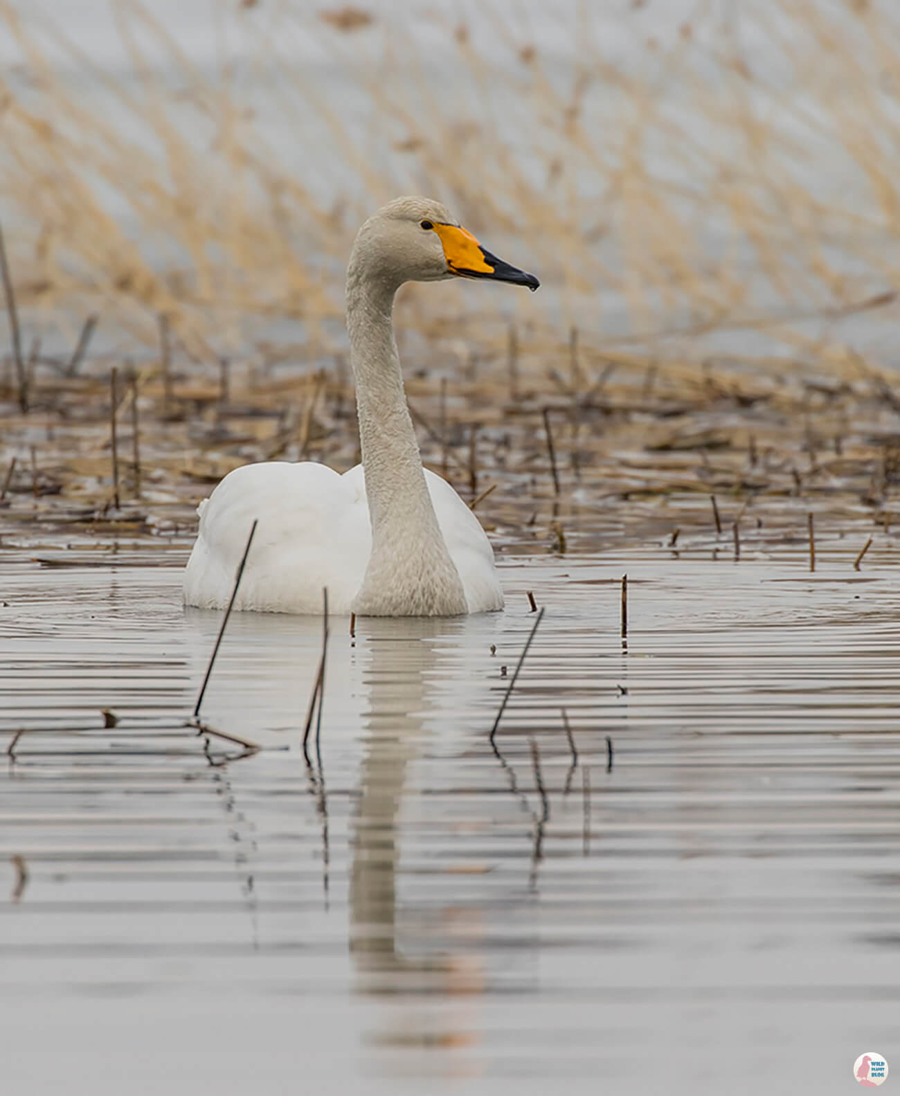 Whopper swan, Laajalahti, close to Otaniemi, Espoo