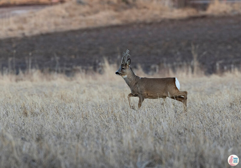 Roe deer, Porkkalanniemi, Kirkkonummi