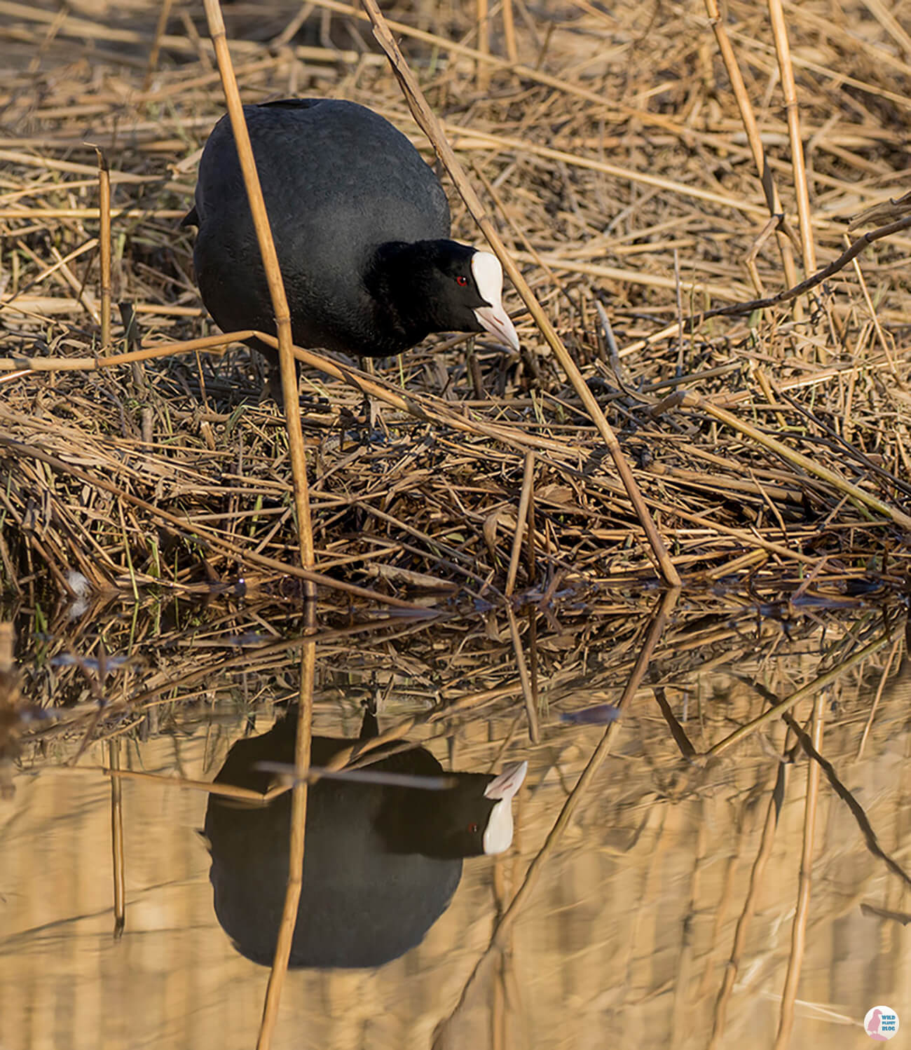 Eurasian coot, Suomenoja Lintuallas, Espoo