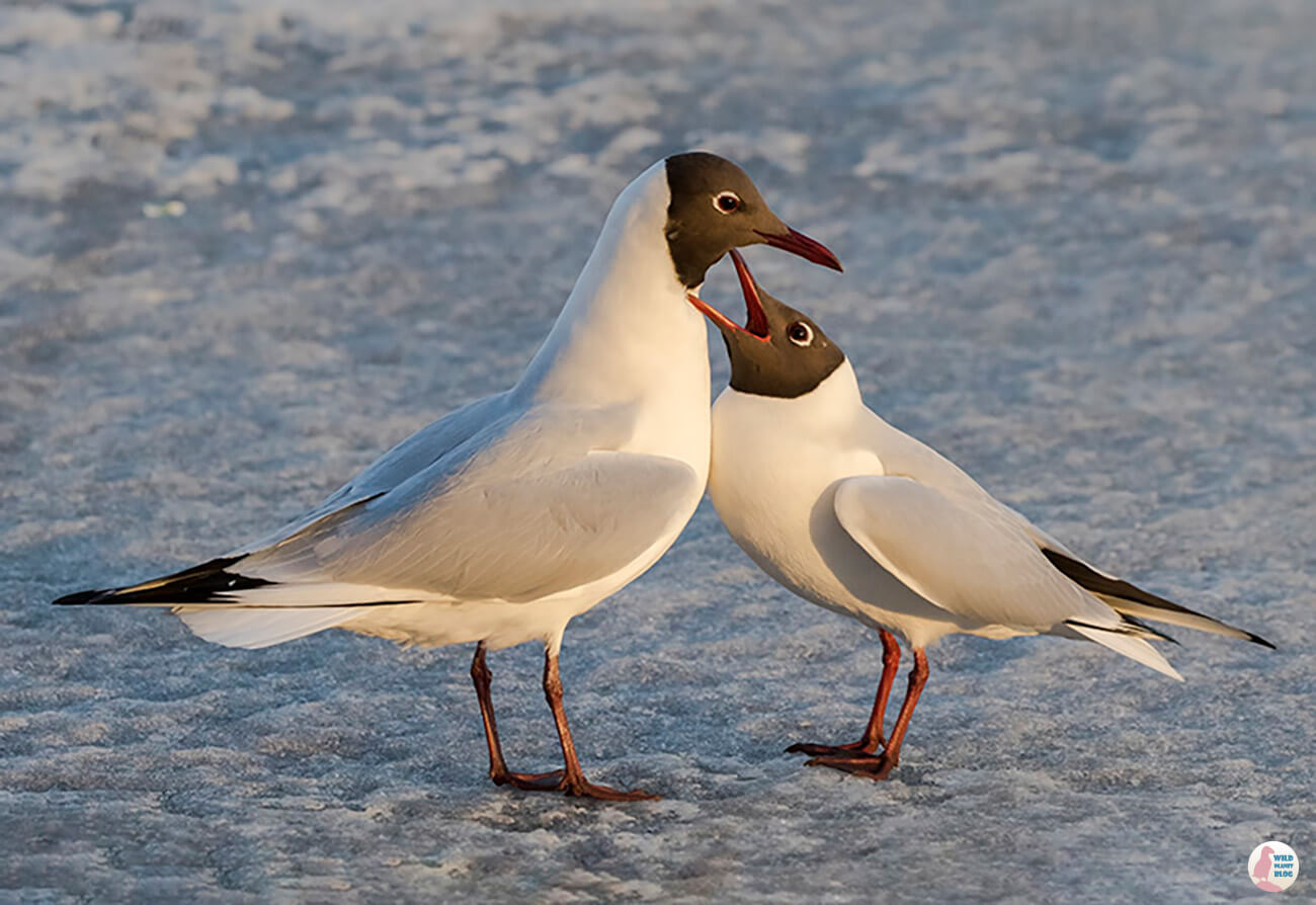 Black-headed gulls, Suomenoja Lintuallas, Espoo