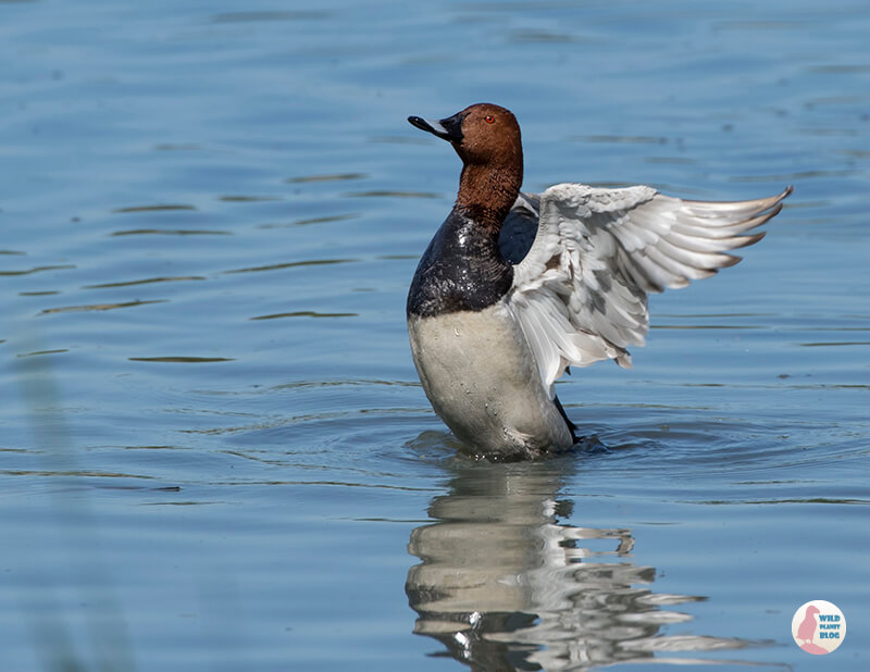 Common pochard, Suomenoja Lintuallas, Espoo