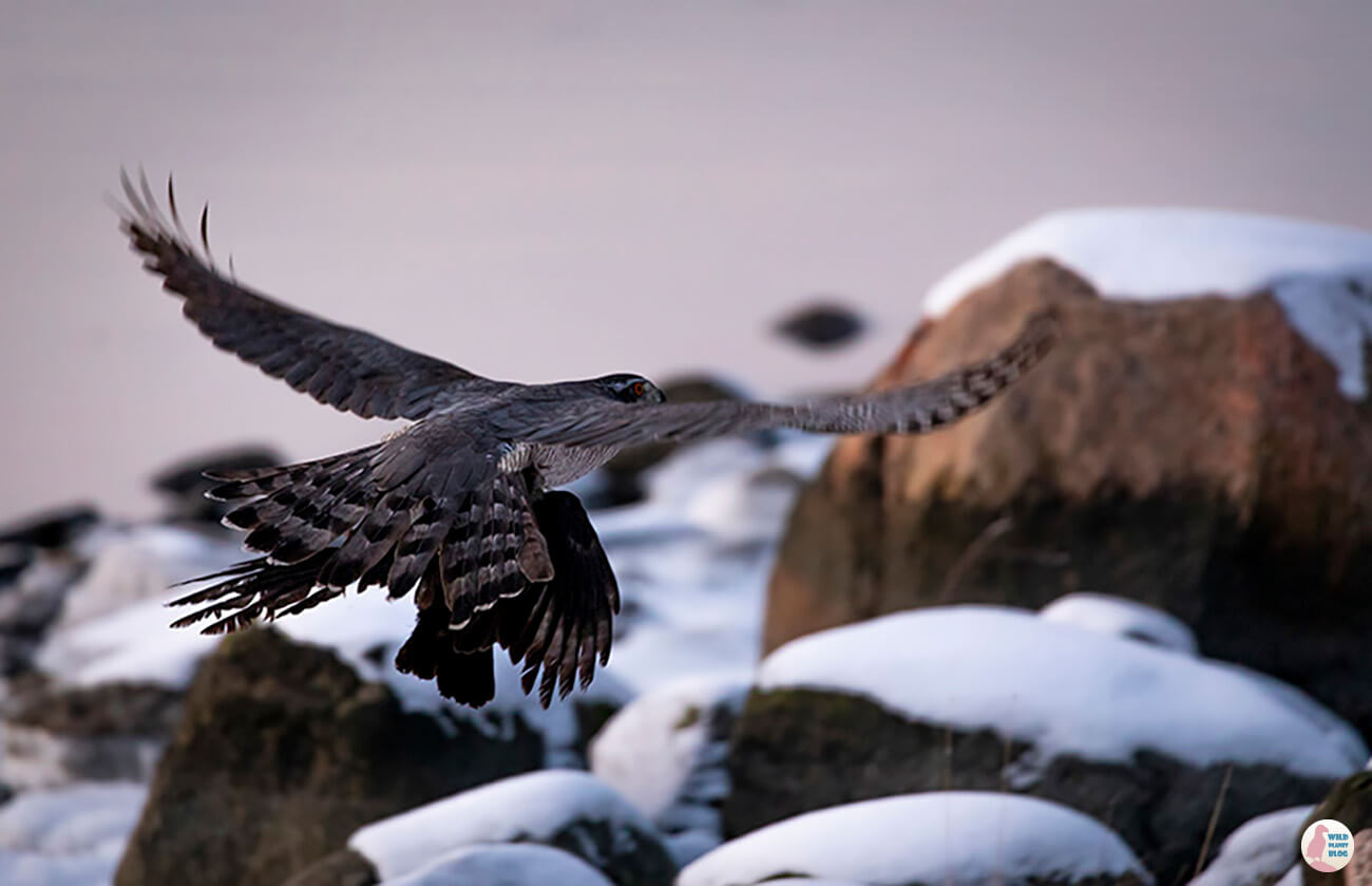 Northern goshawk, Hanasaari, Finland