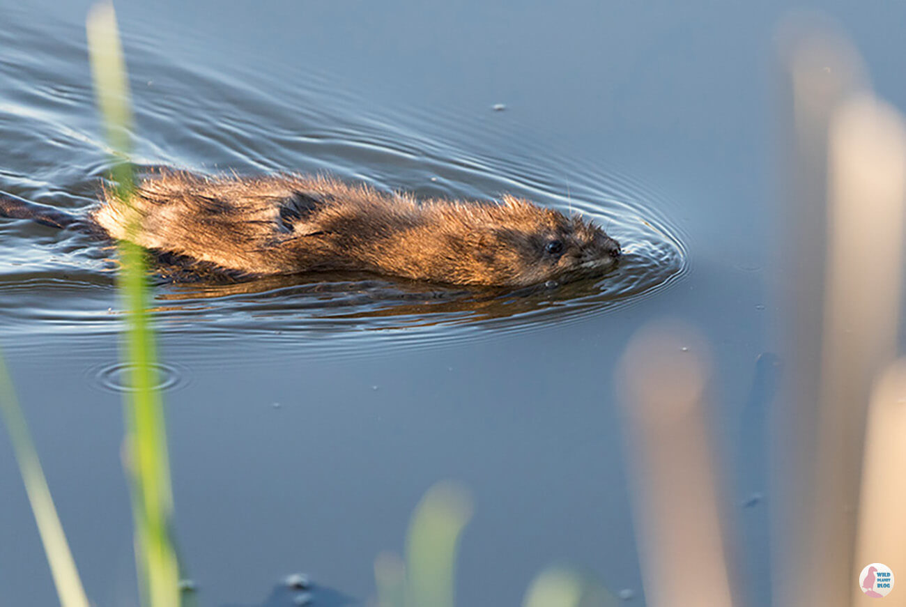 Muskrat, Suomenoja Lintuallas, Espoo